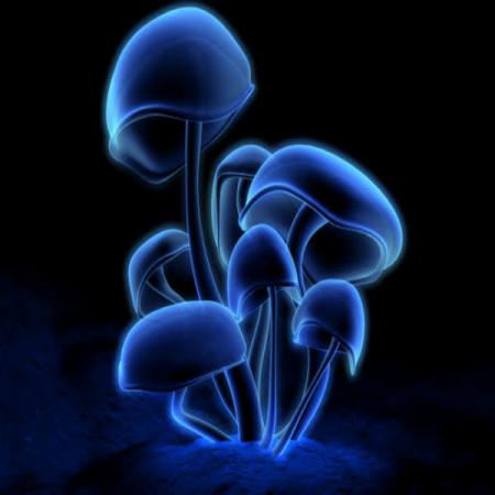 magic mushroom